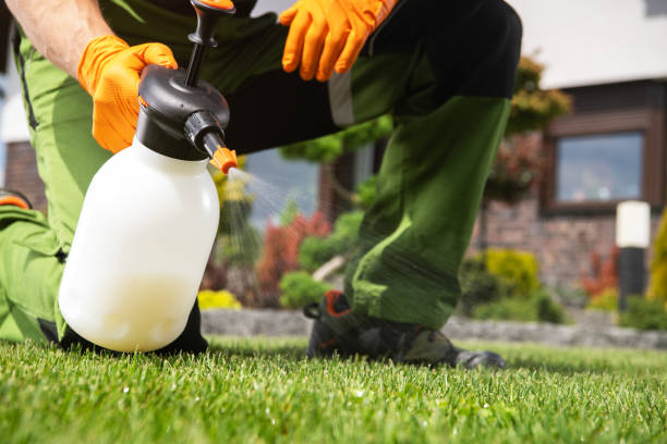 Best Wasp Removal Services  in Elsmere, KY