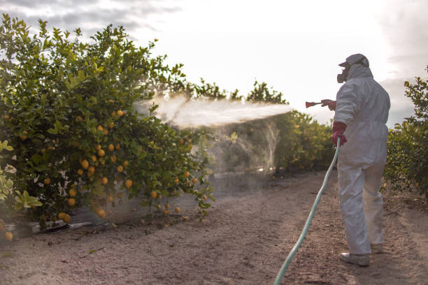 Best Affordable Pest Control Services  in Elsmere, KY
