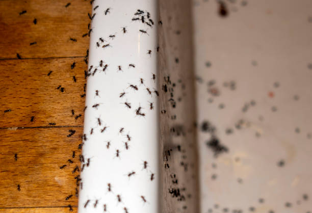 Pest Control Cost in Elsmere, KY
