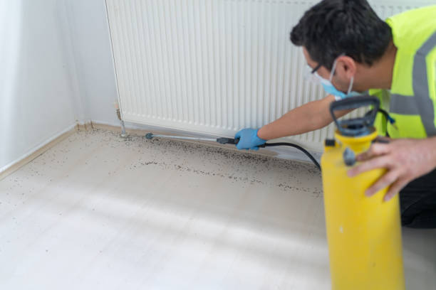 Best Wasp Removal Services  in Elsmere, KY